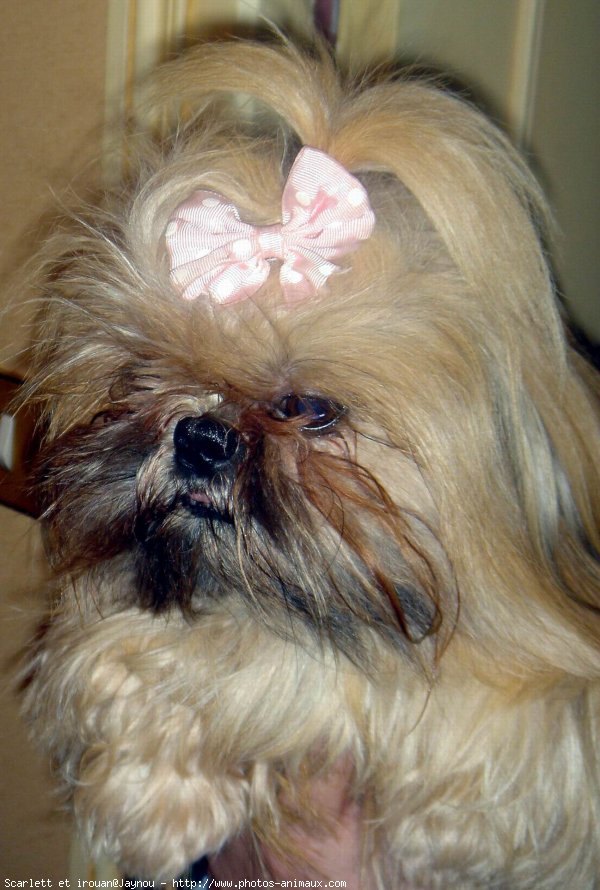 Photo de Shih tzu