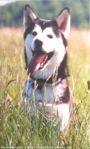 Photo de Malamute de l'alaska