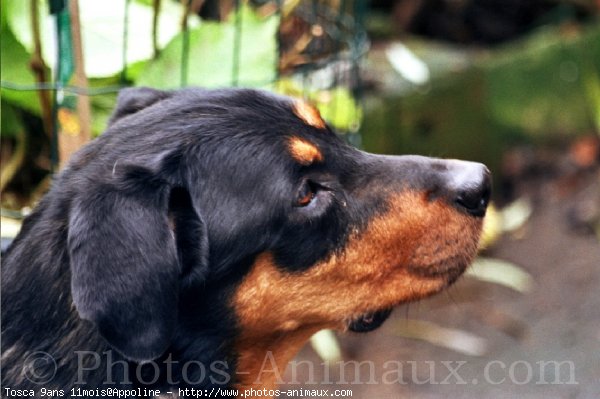 Photo de Rottweiler