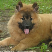 Photo d'Eurasier