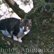 Photo de Chat domestique