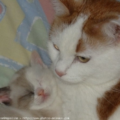 Photo de Chat domestique