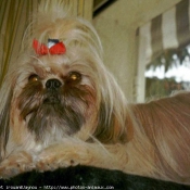 Photo de Shih tzu