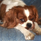 Photo de Cavalier king charles spaniel