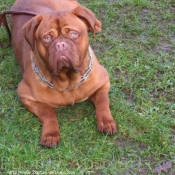 Photo de Dogue de bordeaux