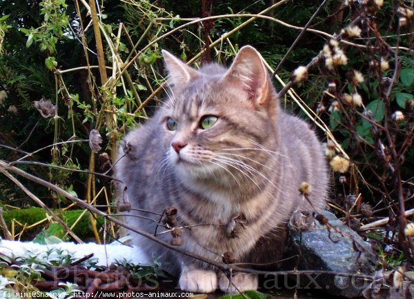 Photo de Chat domestique