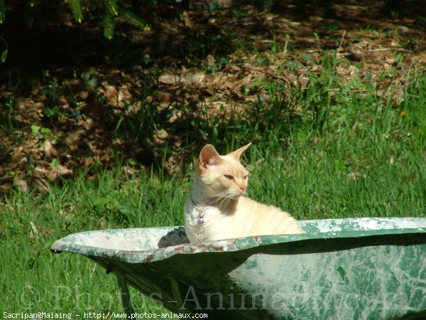 Photo de Devon rex