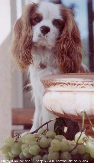 Photo de Cavalier king charles spaniel