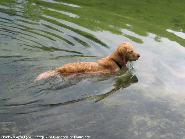 Photo de Golden retriever