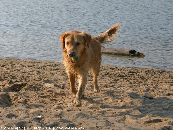 Photo de Golden retriever