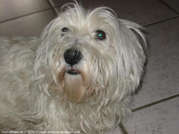 Photo de West highland white terrier