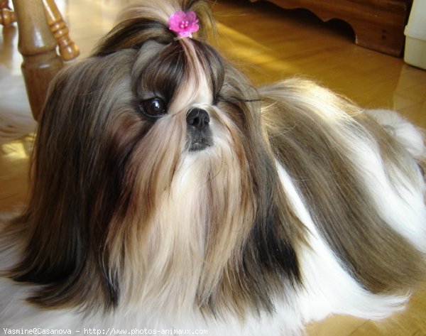 Photo de Shih tzu