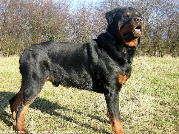 Photo de Rottweiler