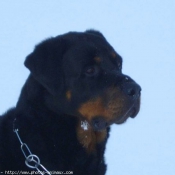 Photo de Rottweiler