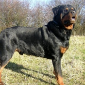 Photo de Rottweiler