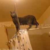 Photo de Chartreux