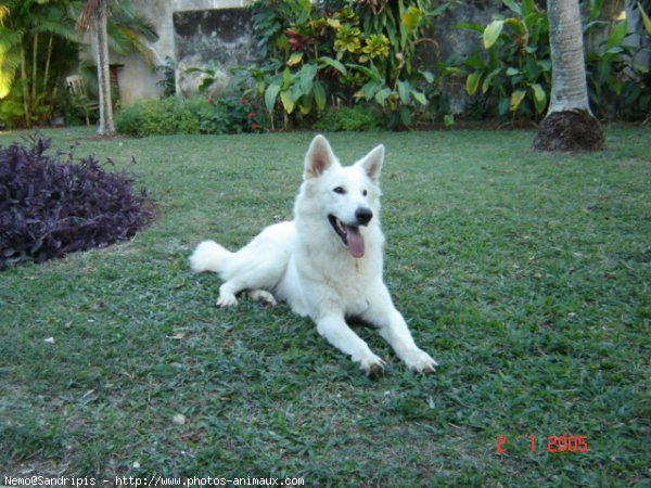 Photo de Berger blanc suisse