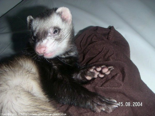 Photo de Furet