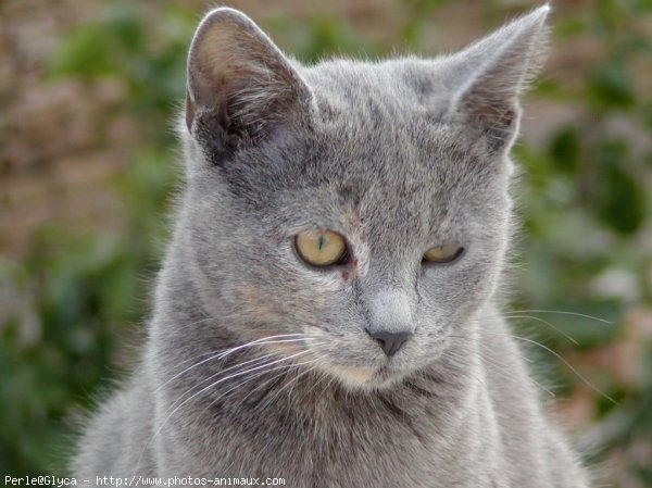 Photo de Chat domestique