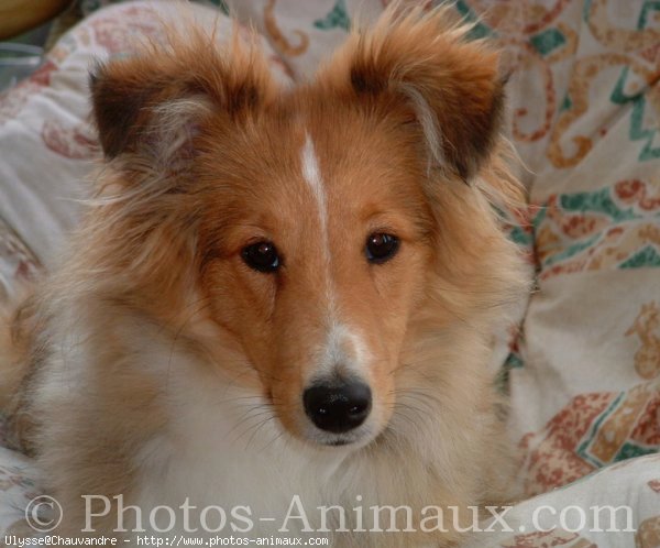 Photo de Chien de berger des shetland