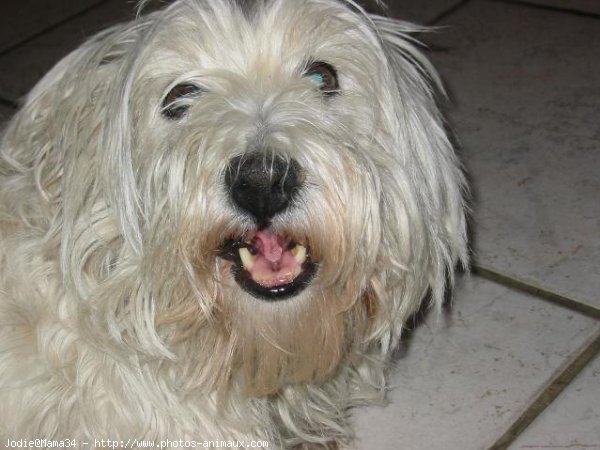 Photo de West highland white terrier