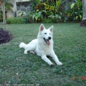 Photo de Berger blanc suisse