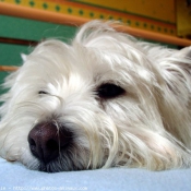 Photo de West highland white terrier