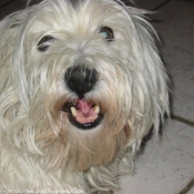 Photo de West highland white terrier