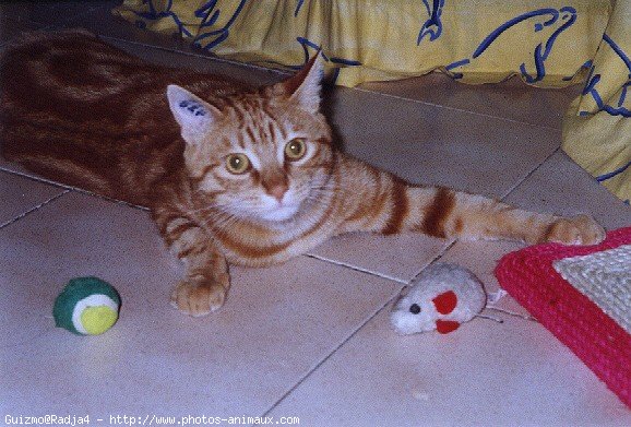 Photo de Chat domestique