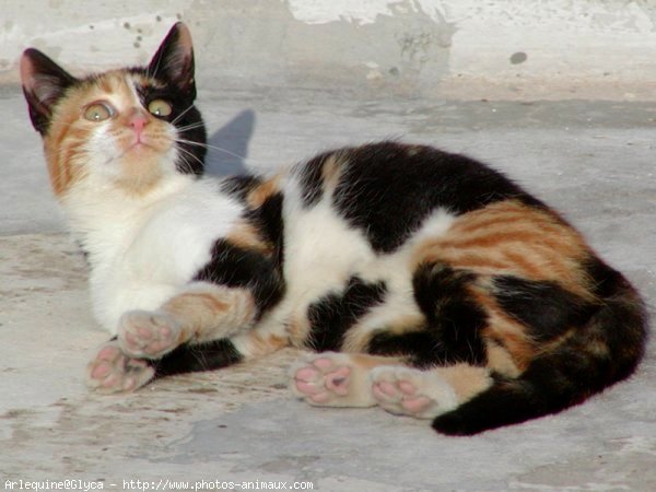 Photo de Chat domestique