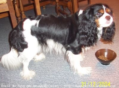 Photo de Cavalier king charles spaniel