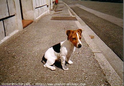 Photo de Jack russell terrier