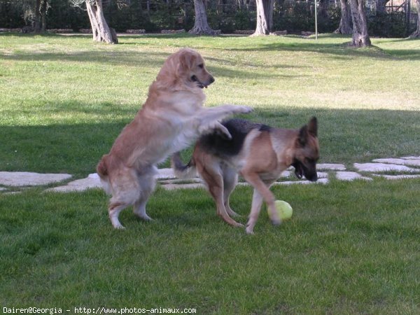 Photo de Golden retriever