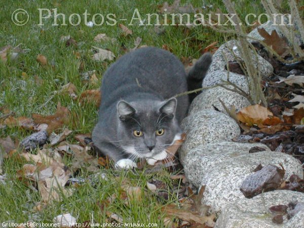 Photo de Chat domestique