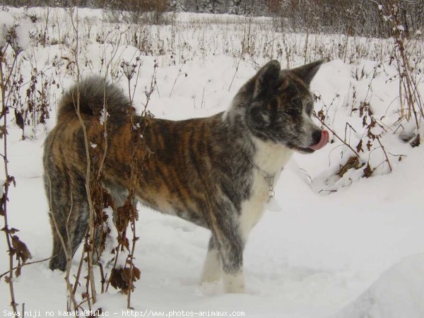 Photo d'Akita inu