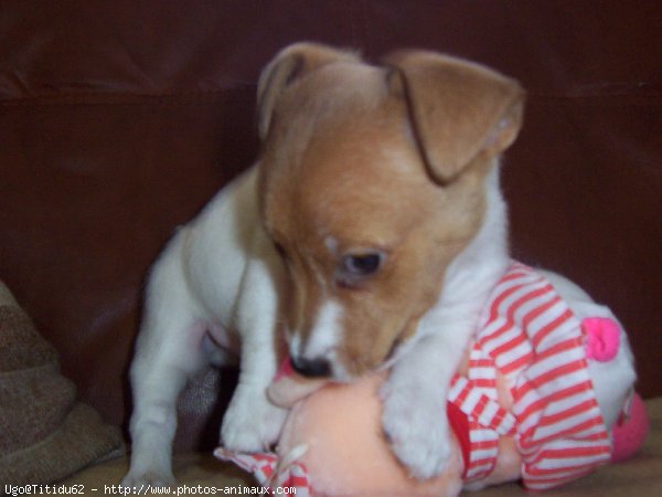 Photo de Jack russell terrier