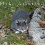 Photo de Chat domestique