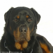 Photo de Rottweiler