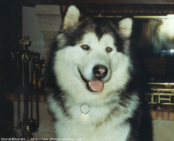 Photo de Malamute de l'alaska