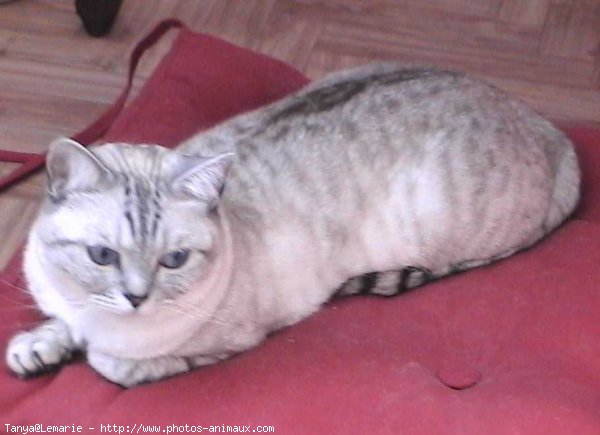 Photo de British shorthair