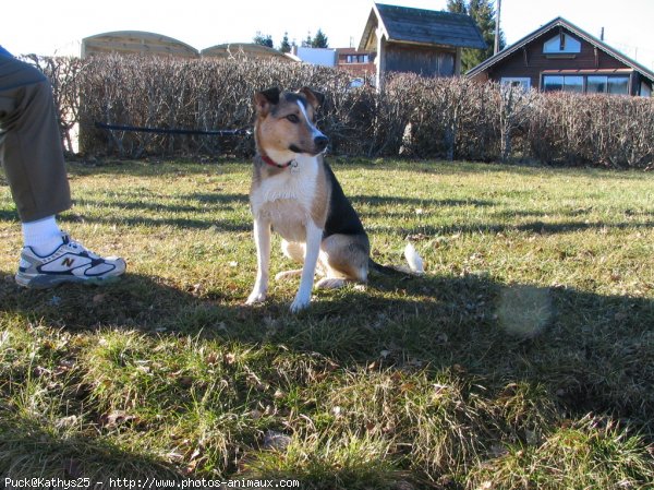 Photo de Jack russell terrier