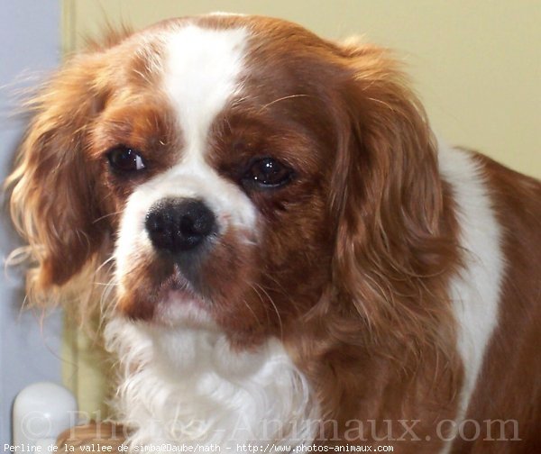 Photo de Cavalier king charles spaniel