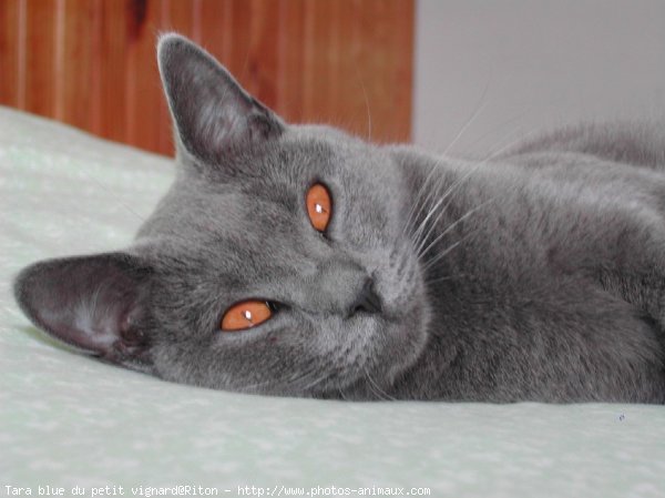 Photo de Chartreux