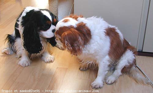 Photo de Cavalier king charles spaniel