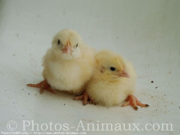 Photo de Poule