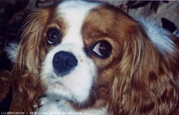 Photo de Cavalier king charles spaniel