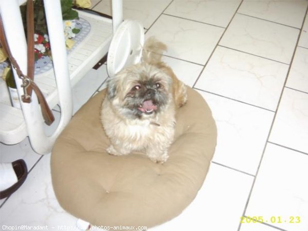 Photo de Shih tzu