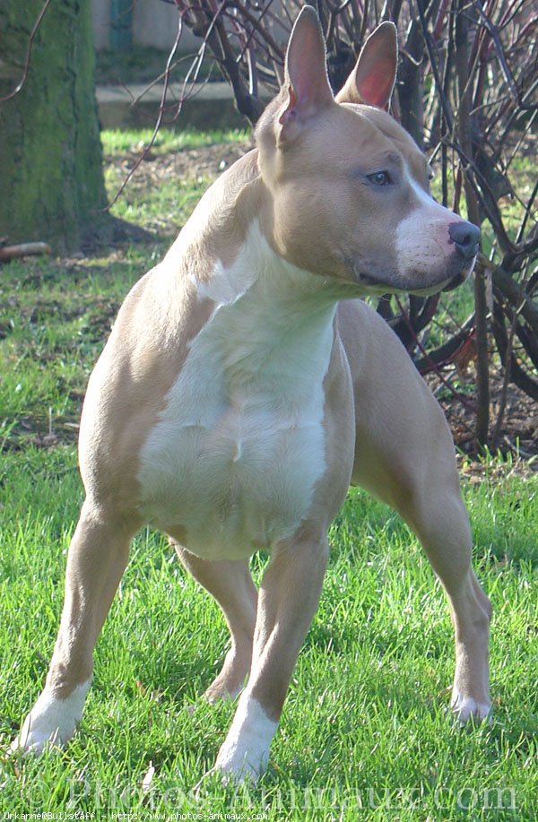 Photo d'American staffordshire terrier