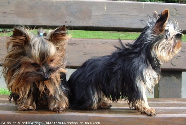 Photo de Yorkshire terrier