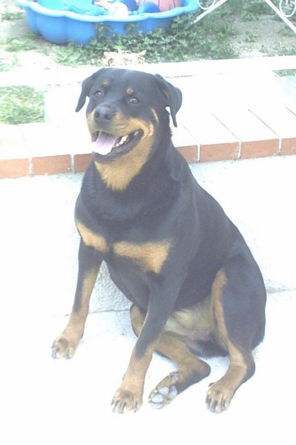 Photo de Rottweiler